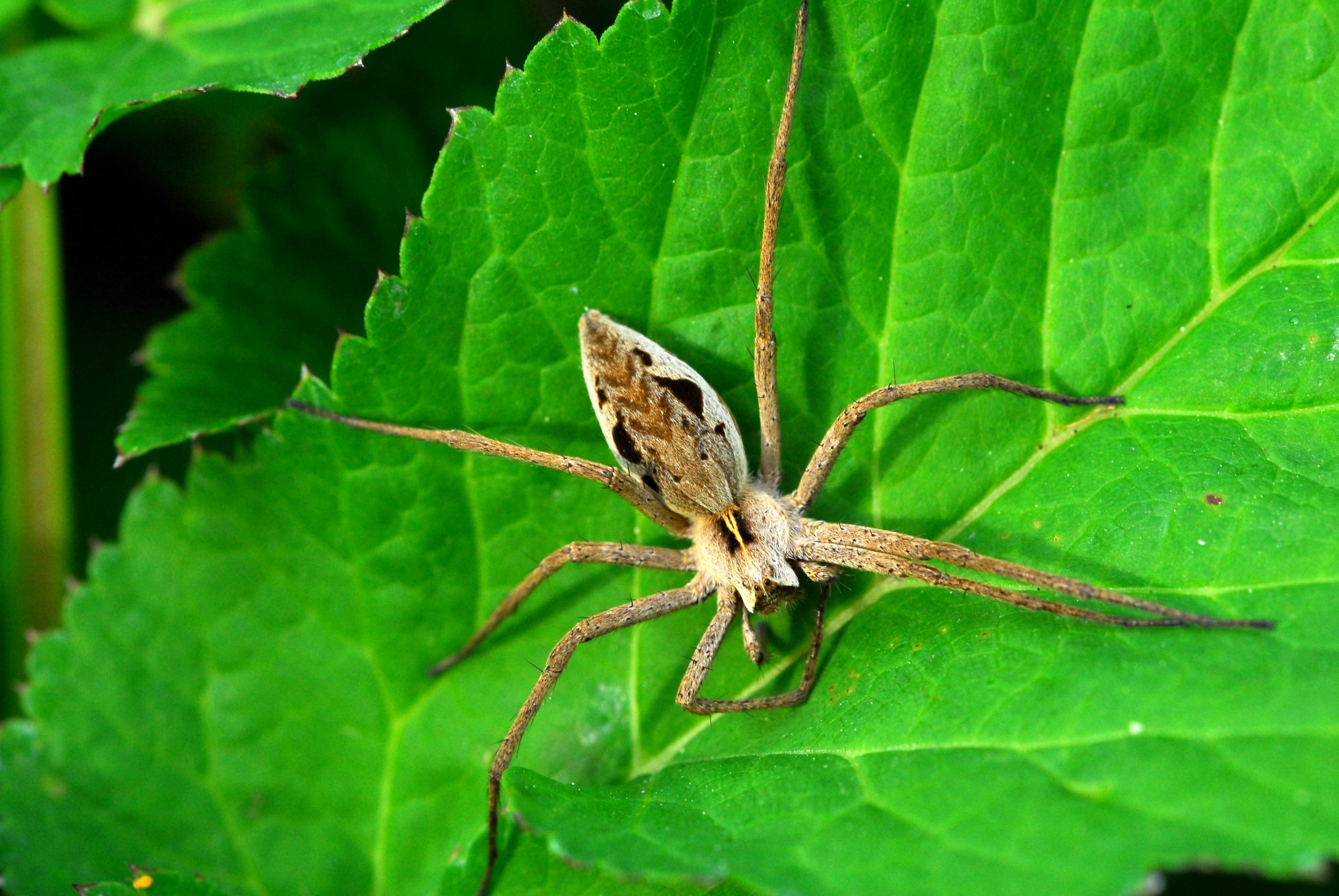 nursery web spiders (2)