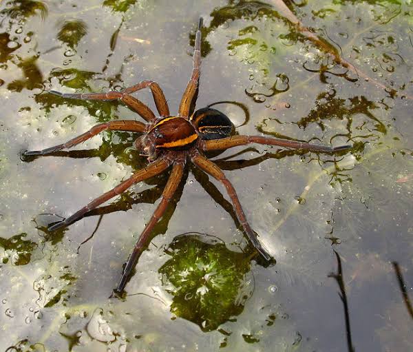 raft spider size bite facts (1)