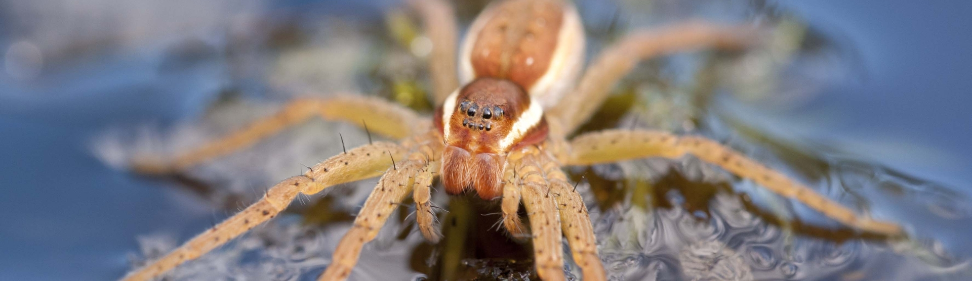 raft spider size bite facts (1)