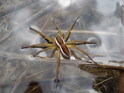 raft spider size bite facts (2)