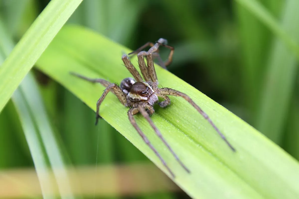 raft spider size bite facts (2)