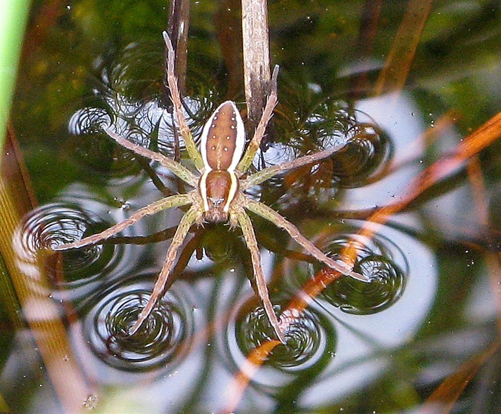 raft spider size bite facts (3)