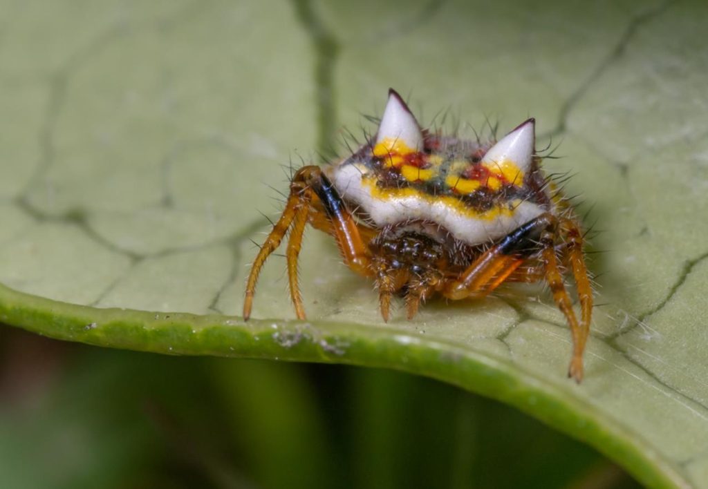 two spined spider poecilopachys australasia (1)