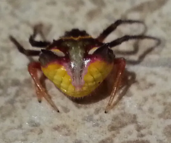 two spined spider poecilopachys australasia (1)