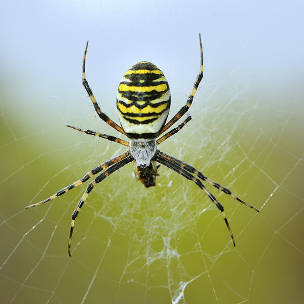 wasp spider bite size and facst (1)