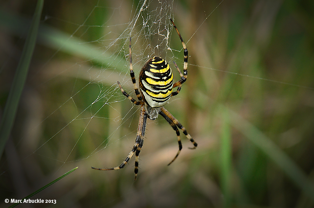 wasp spider bite size and facst (2)