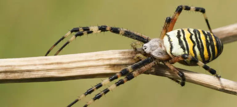 wasp spider bite size and facst (2)