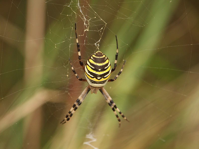 wasp spider bite size and facst (3)