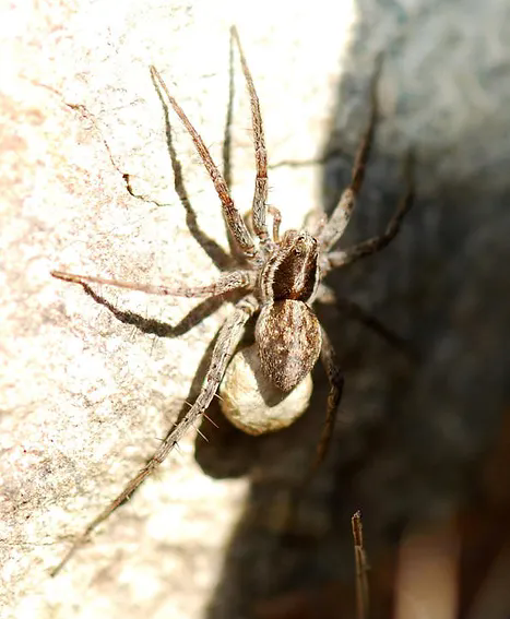 wolf spiders behavior, bites and other facts (1)