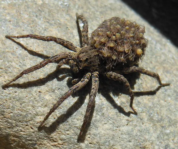 wolf spiders behavior, bites and other facts (2)