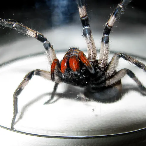 Wolf spiders: Behavior, bites and other facts - Spider Pedia