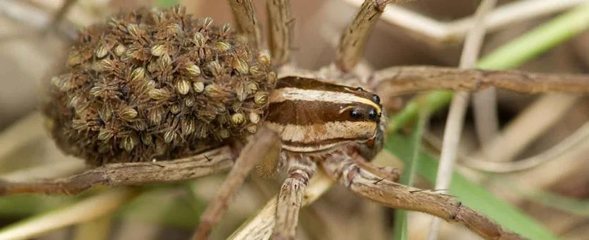 wolf spiders behavior, bites and other facts (4)