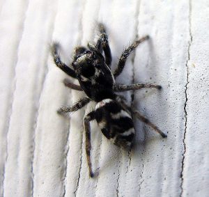 zebra spider (1)