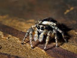 zebra spider (1)