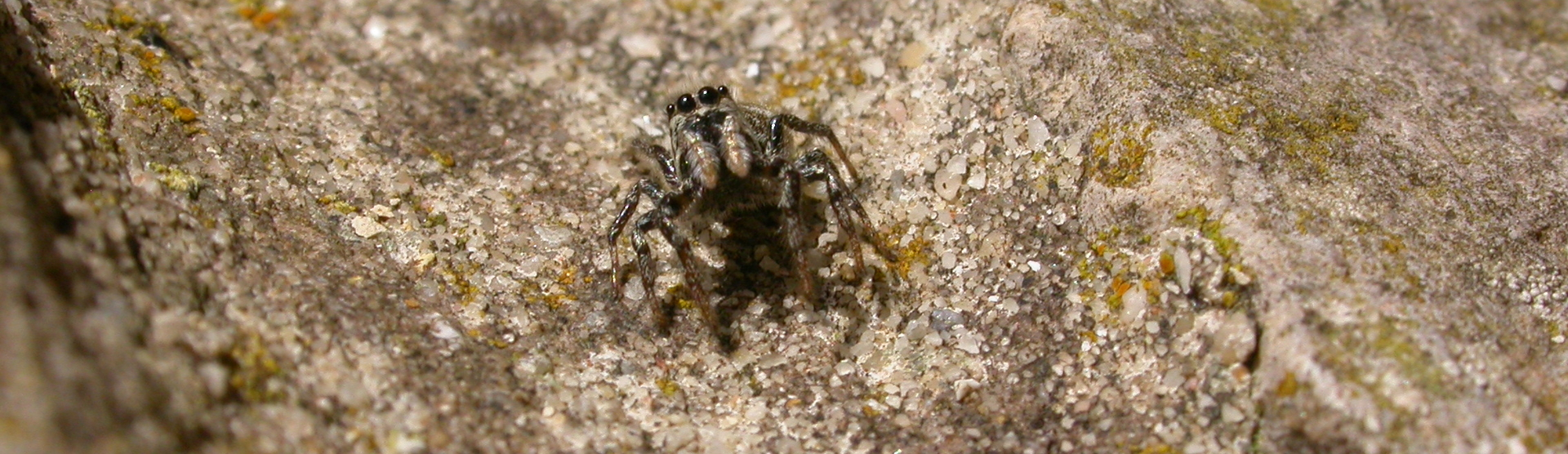 zebra spider (1)