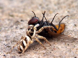 zebra spider (2)