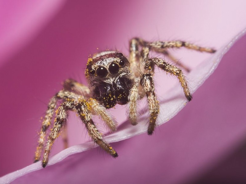 zebra spider (2)