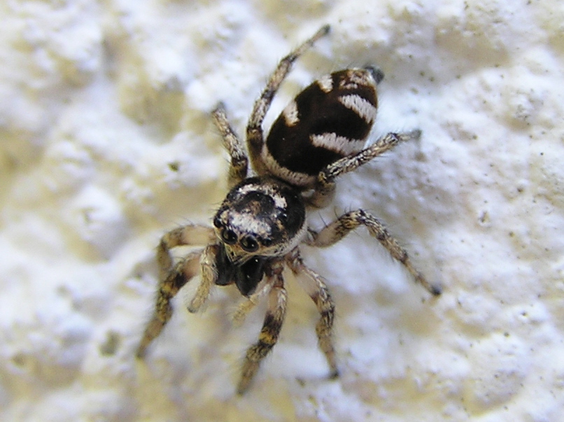 zebra spider (3)