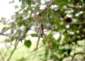 golden orb weaver spiders (1)