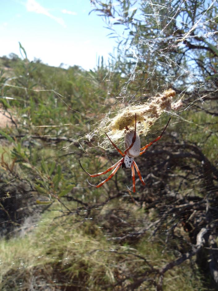 golden orb weaver spiders (1)