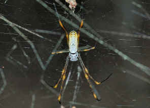 golden orb weaver spiders (1)