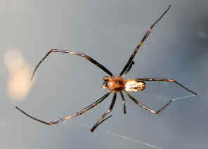 golden orb weaver spiders (2)