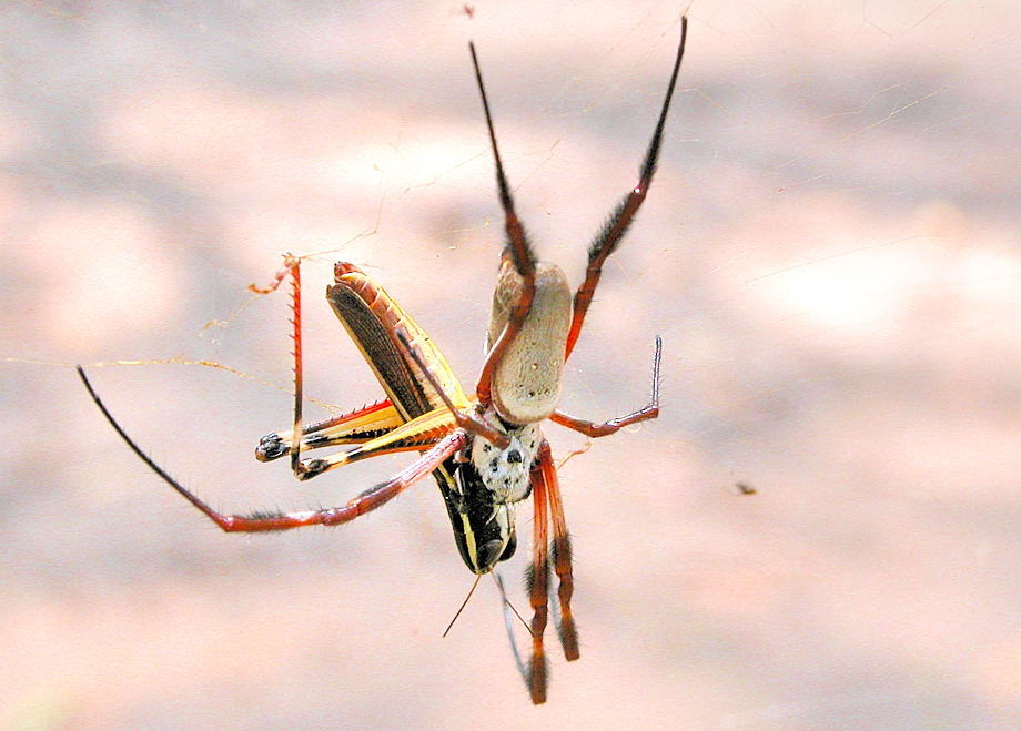 golden orb weaver spiders (2)