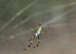 golden orb weaver spiders (2)