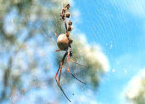 golden orb weaver spiders nephila plumipes (2)