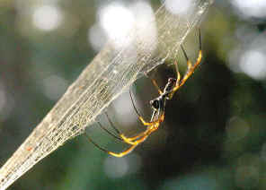 golden orb weaver spiders nephila plumipes (3)