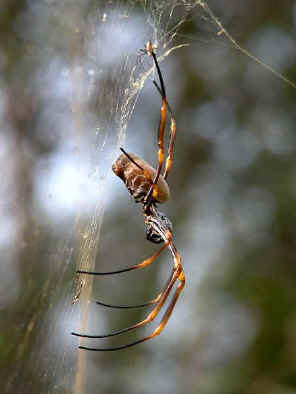 golden orb weaver spiders nephila plumipes (4)