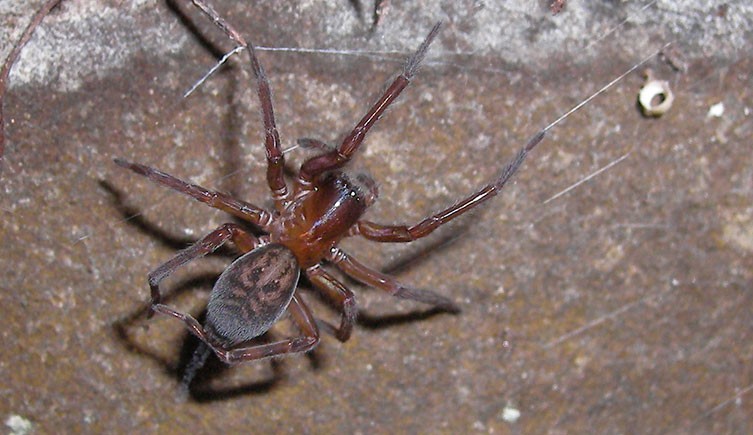 lace web spider (2)