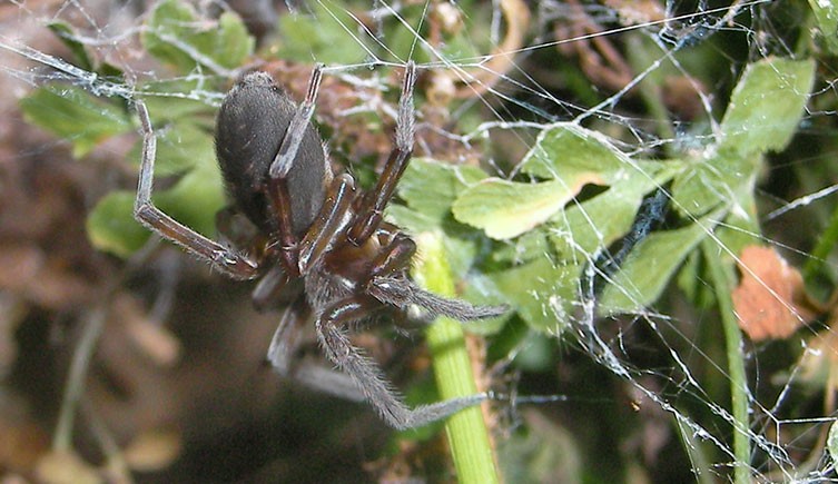 lace web spider (4)