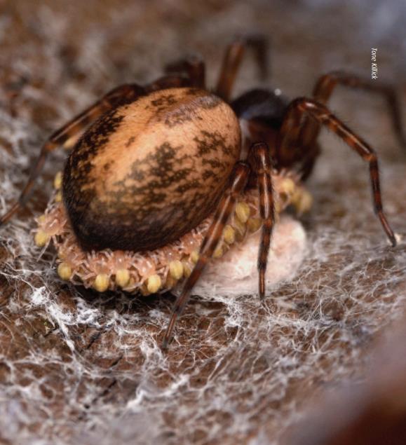 lace web spider (5)