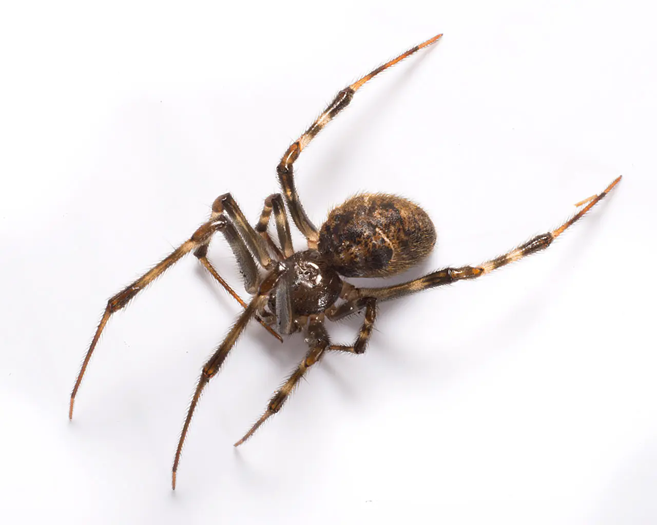 american house spider (1)