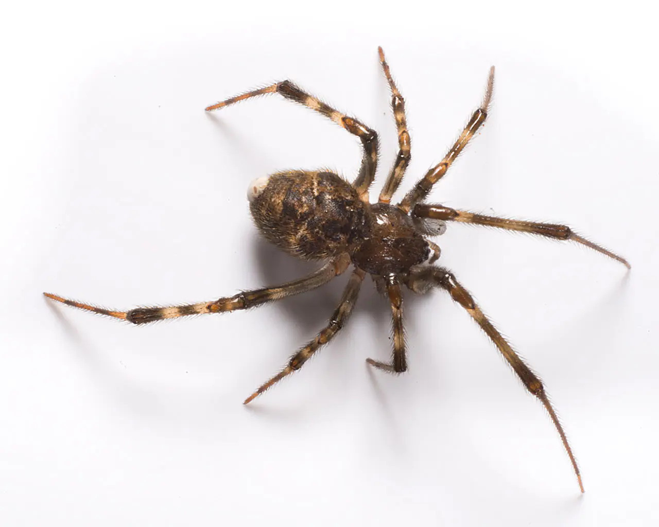 american house spider (2)