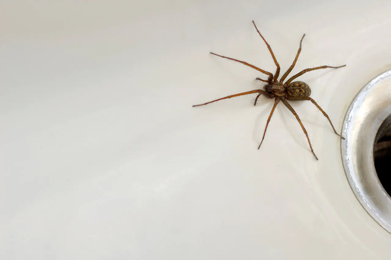 american house spider (3)