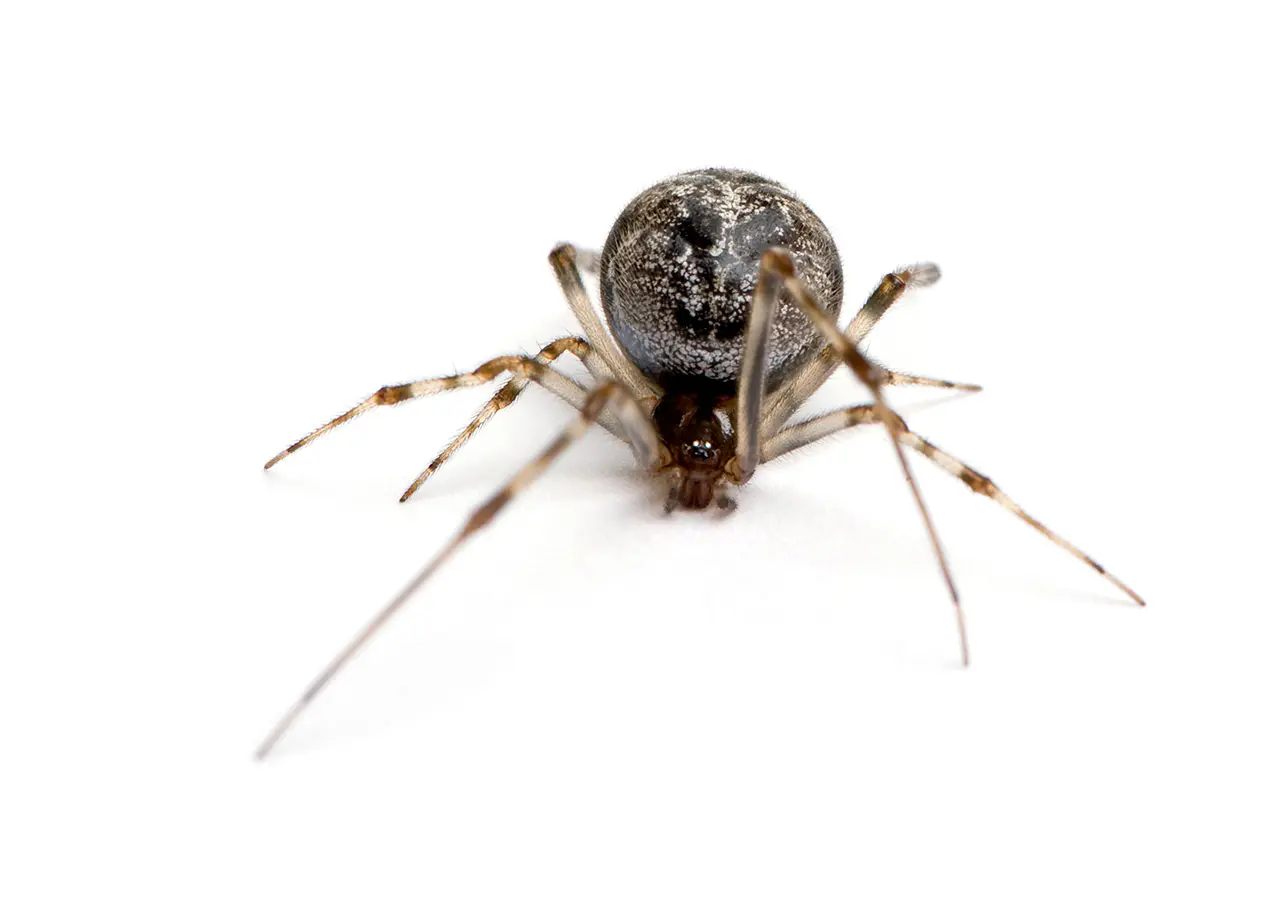 american house spider (4)