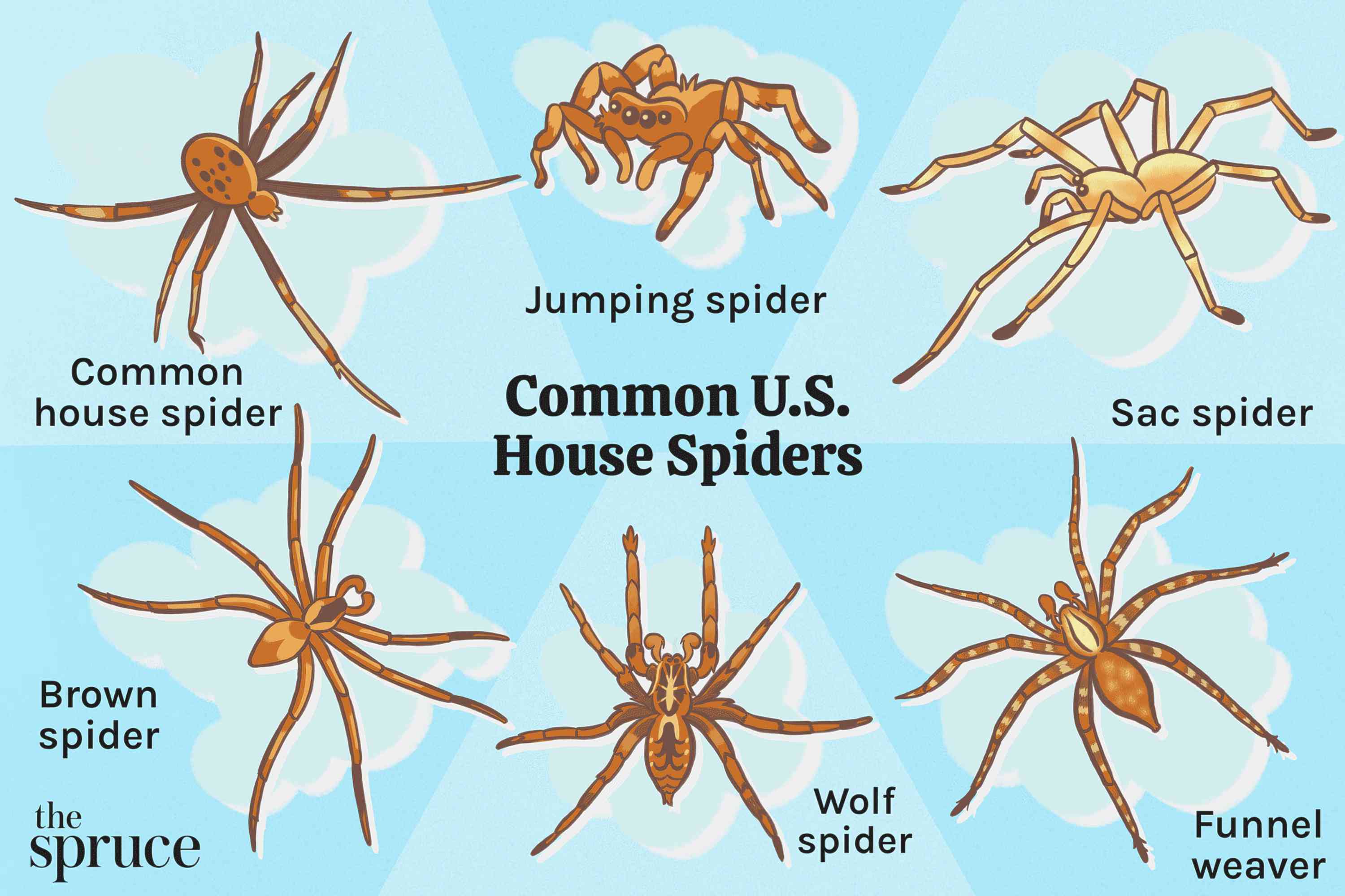 common house spiders in north america