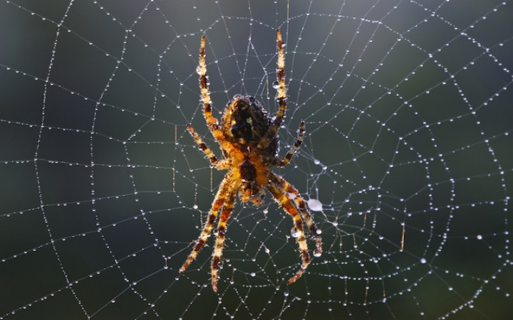 what are some fun facts about spider webs (1)