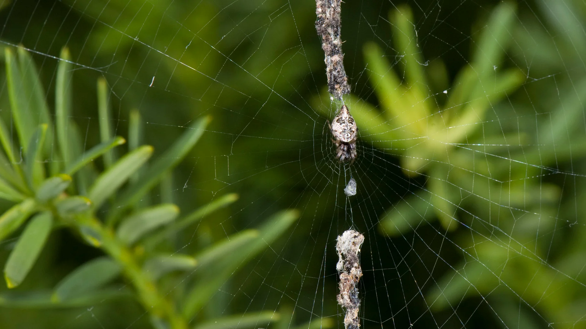 what are some fun facts about spider webs (1)