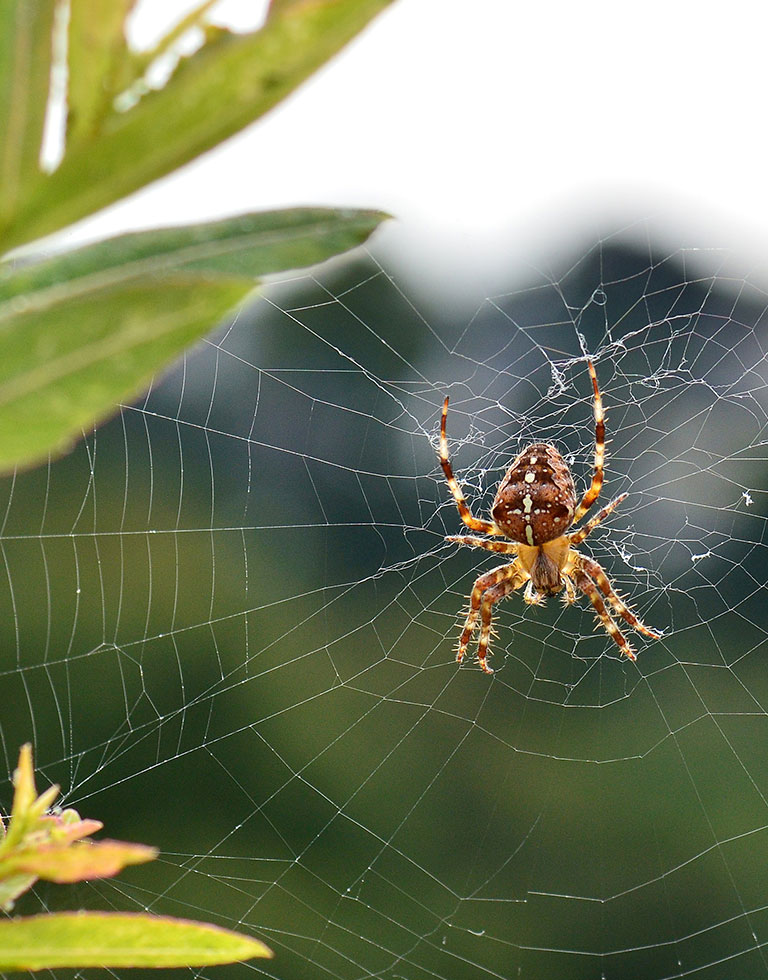 what are some fun facts about spider webs (2)