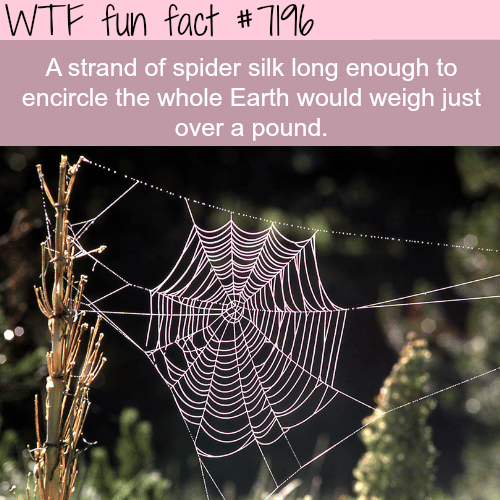 what are some fun facts about spider webs (2)