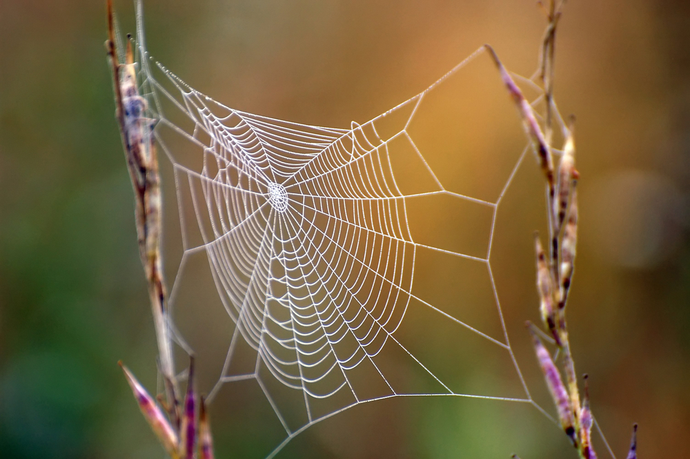 close,up,view,of,the,strings,of,a,spiders,web