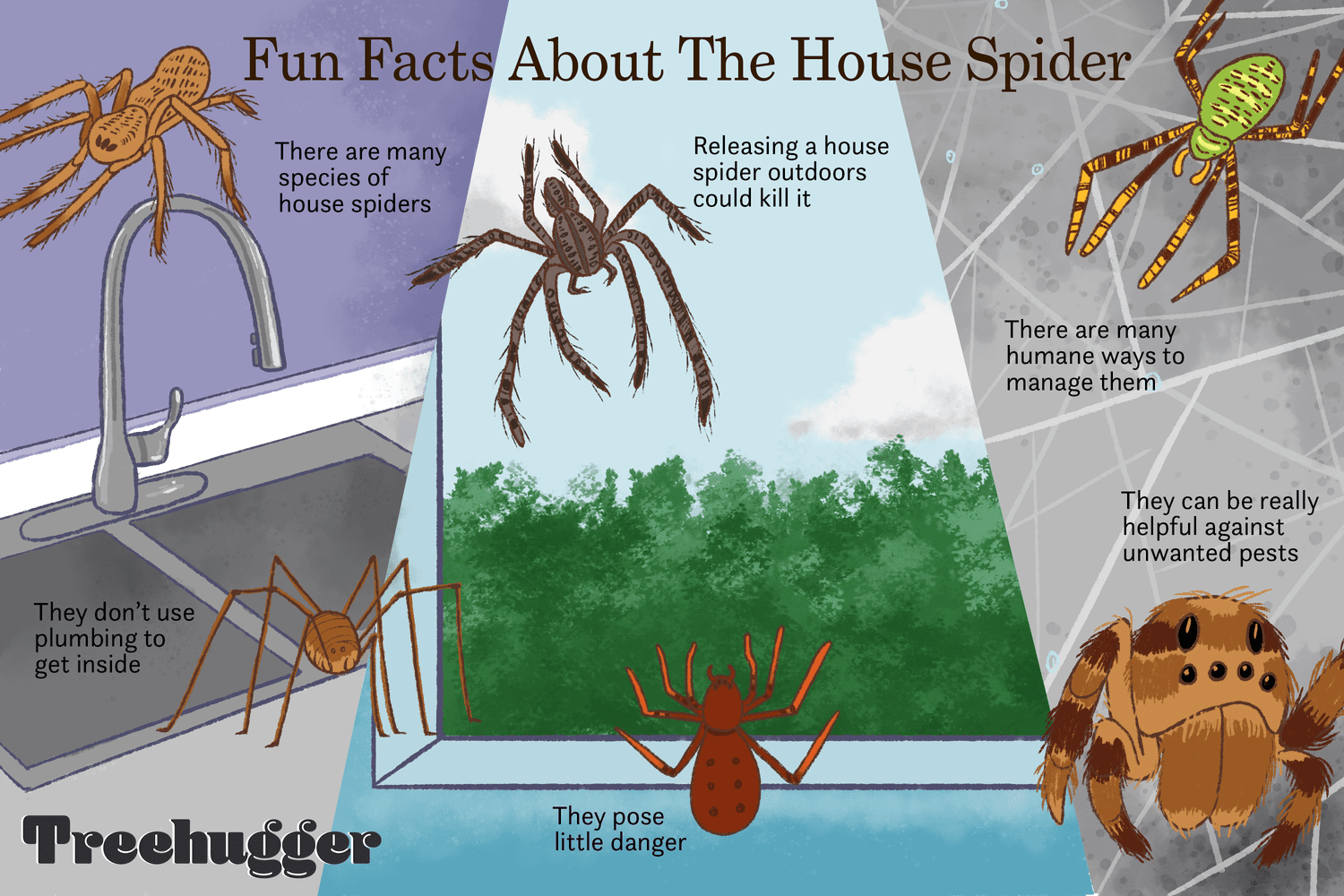 what are some fun facts about spider webs (3)