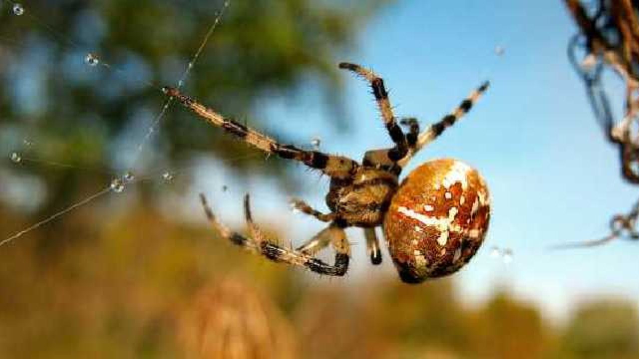 what are some fun facts about spider webs (4)