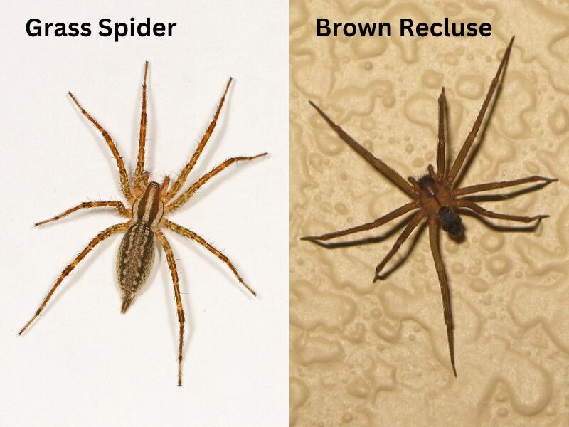 unveiling grass spiders fascinating facts you need to know (1)