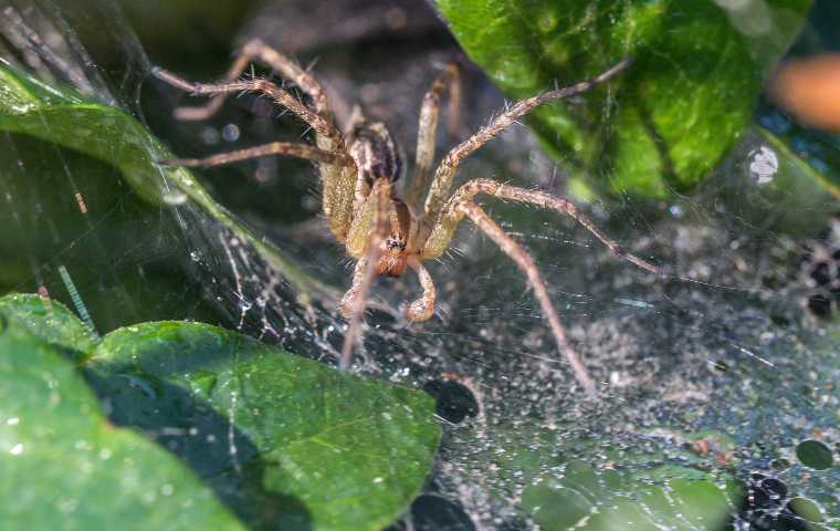 unveiling grass spiders fascinating facts you need to know (2)