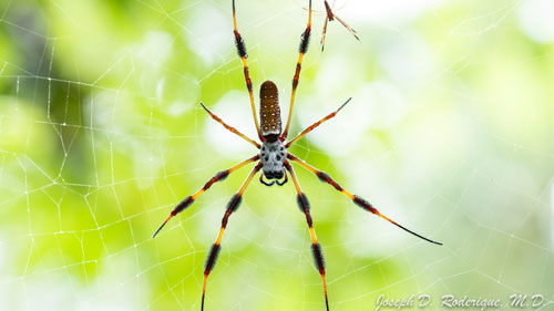 are golden silk orb weavers dangerous to humans (1)