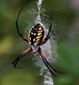 are golden silk orb weavers dangerous to humans (2)